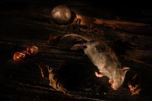 Nature morte à la souris